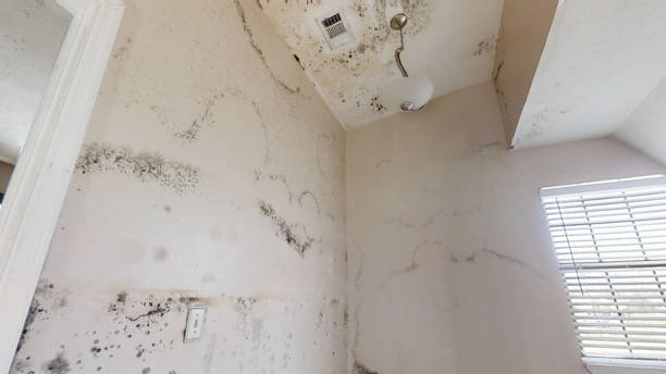 Best Residential Mold Inspection & Testing  in Deephaven, MN