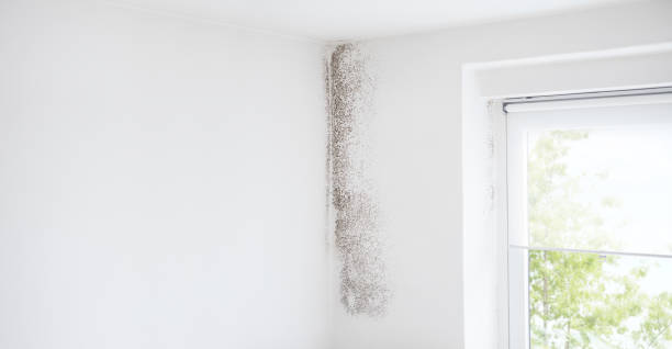 Best Air Quality Testing for Mold Spores  in Deephaven, MN