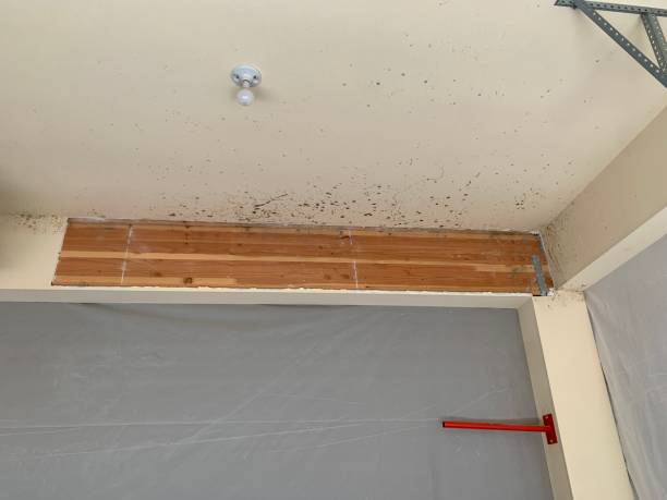 Mold Remediation for Vacation Homes in Deephaven, MN