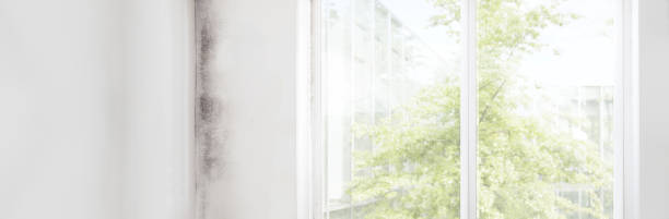 Best Mold Remediation for Vacation Homes  in Deephaven, MN