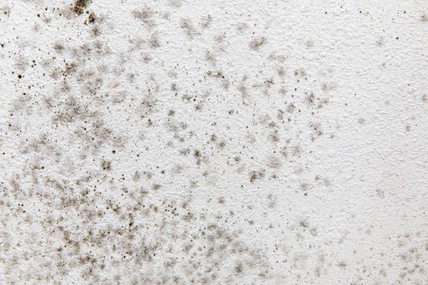 Best Dehumidification Services  in Deephaven, MN