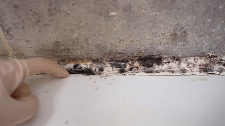 Best Mold Damage Restoration  in Deephaven, MN