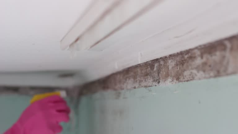 Best Asbestos and Lead Testing During Mold Inspection  in Deephaven, MN