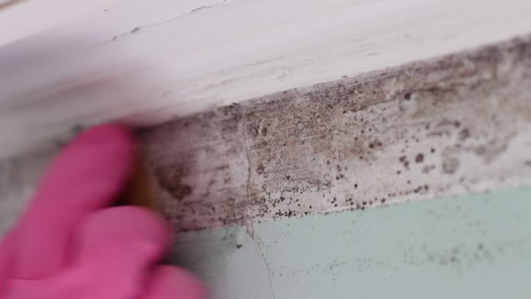 Best Mold Prevention Services  in Deephaven, MN
